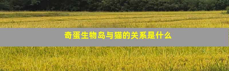 奇蛋生物岛与猫的关系是什么