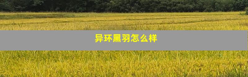 异环黑羽怎么样