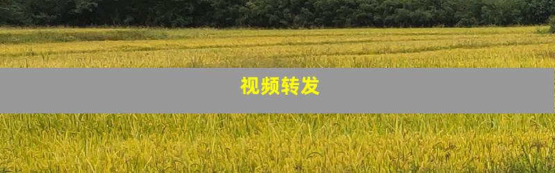 视频转发